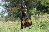 DOBERMANN 023